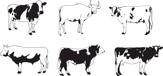 Макет "Набор векторных изображений коров" 0