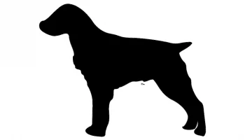 The layout of the "Brittany spaniel" #6759130547