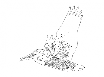 Макет "Летающий пеликан" 0