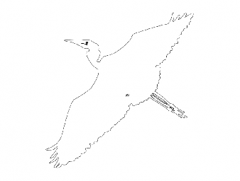 Макет "Egret-flyby-outline-ba" 0