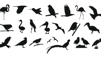 Макет "Коллекция птиц"