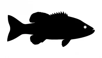 Layout "Silhouette of a fish" #5053909261