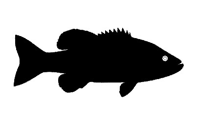 Layout Silhouette of a fish #5053909261 0