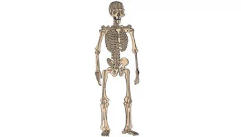 Скелет человека сырой
