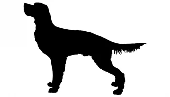 Layout "Dog for hunting" #6388798460