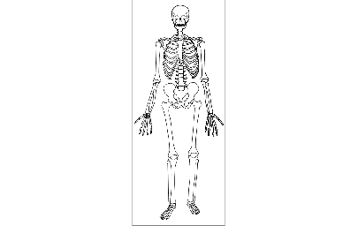 Макет "Человеческий скелет" 0