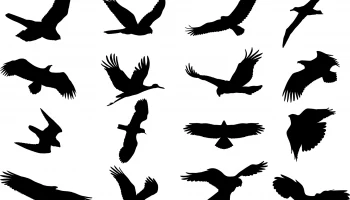 Силуэт птицы векторный набор