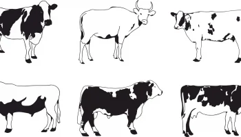 Макет "Набор векторных изображений коров"